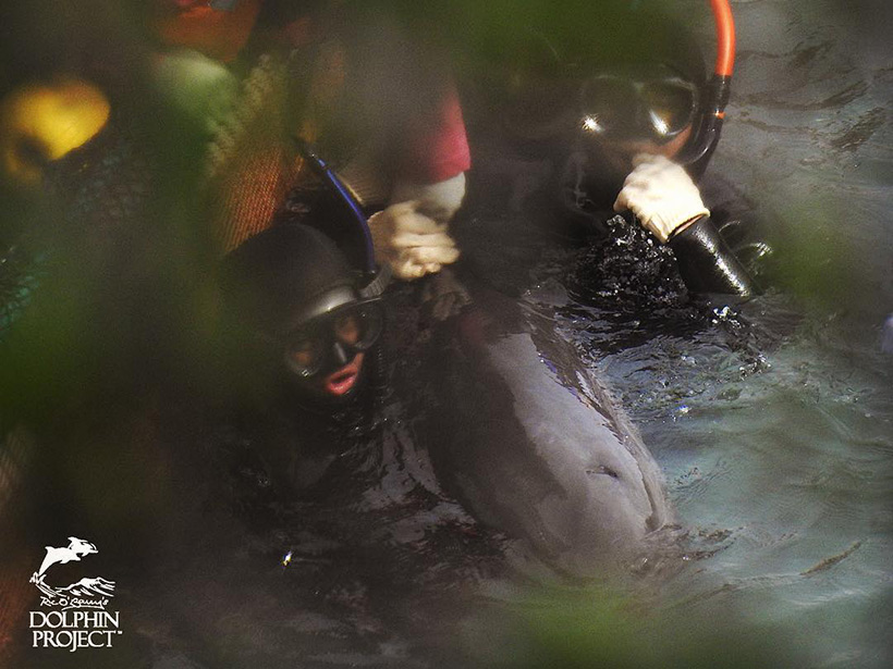 Taucher zehren brutal einen verwickelten Delfin aus dem Netz